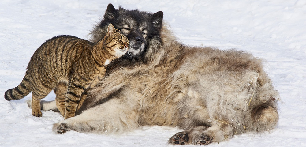 ペットとの生活テンプレート